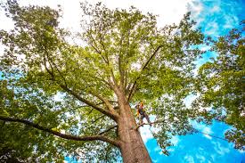 How Our Tree Care Process Works  in  Nottingham, PA