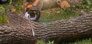 Pest Control for Lawns in Nottingham, PA