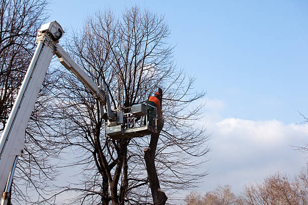 Trusted Nottingham, PA Tree Care Experts